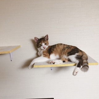 ゴロゴロみけちゃん メス