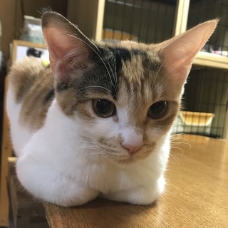 おっとりな女の子