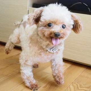 人懐こくて甘え上手なトイプードルの女の子 みつば