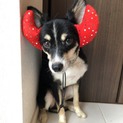 チワワ×柴犬ブラックタン柄のルーク