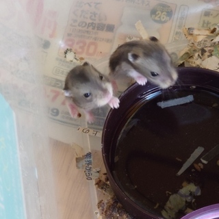 ジャンガリアンハムスター 赤ちゃん