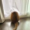 ∀KI