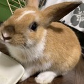 優しい子ウサギお迎えしてください。交渉中