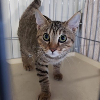 懐っこい『キジの男の子』推定４カ月