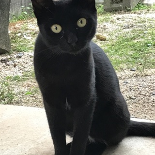 黒猫 人馴れしてます！