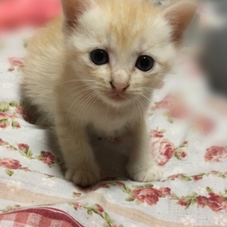 クリーム♂　生後1ヶ月