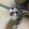 つばさ3
