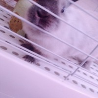 きなこ