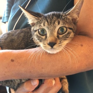 キジトラ のはらちゃん