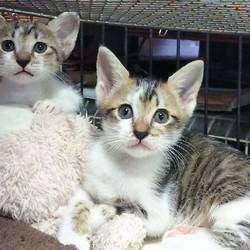 ねこの譲渡会@YAOMON サムネイル1