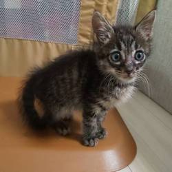 ねこの譲渡会@YAOMON サムネイル2