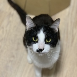 ねこの譲渡会@YAOMON サムネイル3