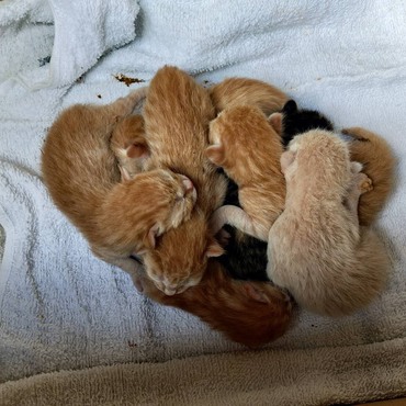 保護猫茶トラ祭り開催です。