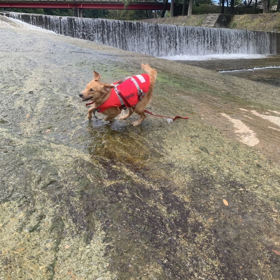 わらのカバー写真