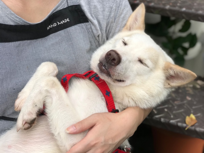 動画 お姫様抱っこが大 埼玉県 犬の里親募集 ペットのおうち 月間利用者150万人