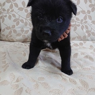 僕は男だ！頑張るぅ‼