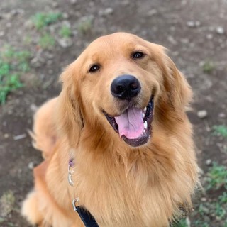 てん（ゴールデン）