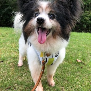 にこにこパピヨン