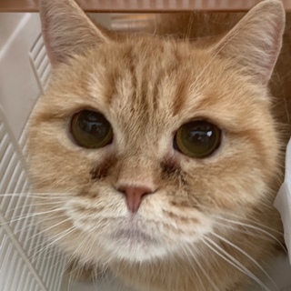 アメリカンショートヘアーの女の子