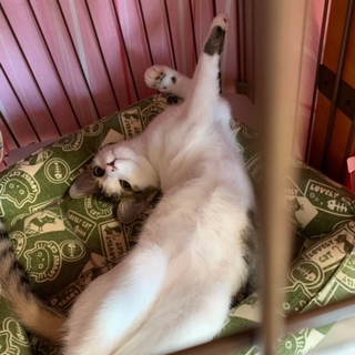 穏やかな性格のもも君❗️