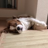 床の隅っこで寝るのが好きです。
