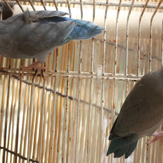 マメルリハ里親募集終了。有難うございました。