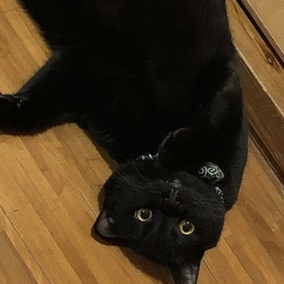 もっちり体型◎何をされても動じないよ、黒猫なず