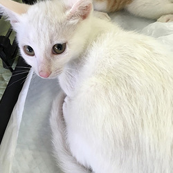 犬山市役所だよ！ネコの譲渡会