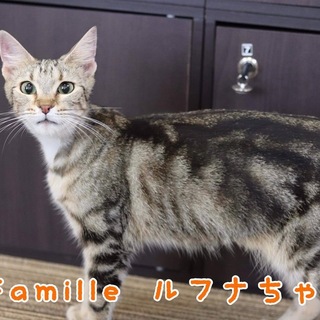 アメショ ルフナちゃん 里親様募集♡