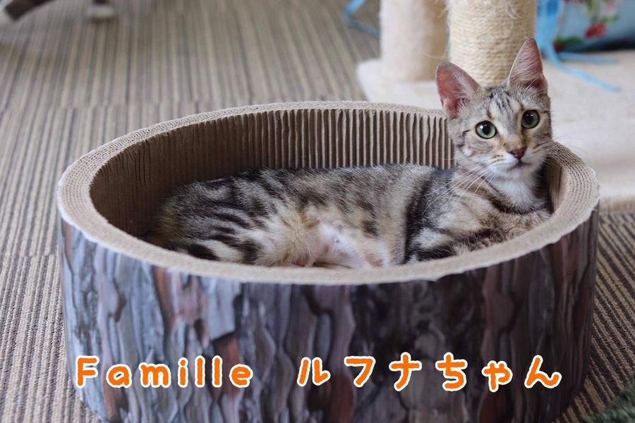 アメショ ルフナちゃん 里親様募集♡ サムネイル2