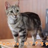 アメショ ルフナちゃん 里親様募集♡ サムネイル5