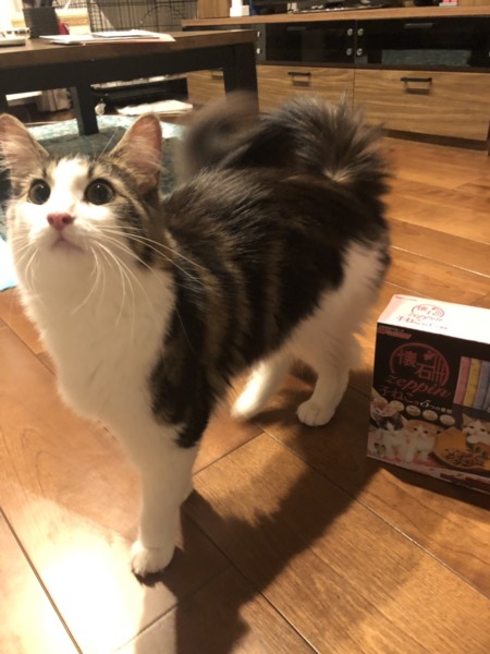 カロン