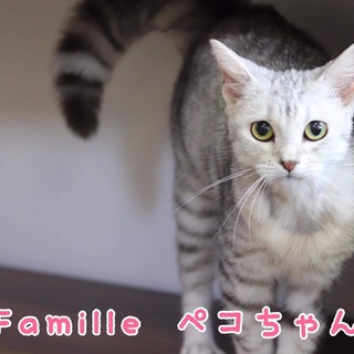 アメショ ペコちゃん 里親様募集♡