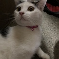 三毛猫