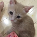 優しい里親さん2匹一緒に家族に迎えて下さい。