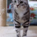 アメショ アッサムくん 里親様募集♡