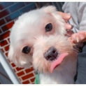 (保護犬)マルチーズのラムネちゃん