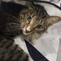 保護猫ちゃんの里親様募集