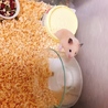 *一時募集ストップ*ゴールデンハムスターの赤ちゃん サムネイル2