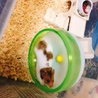 *一時募集ストップ*ゴールデンハムスターの赤ちゃん サムネイル3