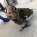 募集 一時中止します！