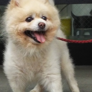気のいい優しいポメラニアン