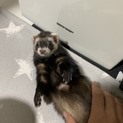 マロニーくん♂里親募集してます！