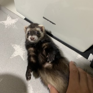 マロニーくん♂里親募集してます！