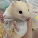 9ヶ月メスハムスター（╹◡╹）