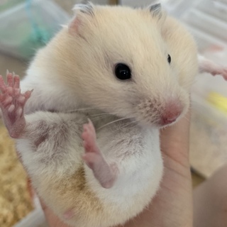 9ヶ月メスハムスター（╹◡╹）