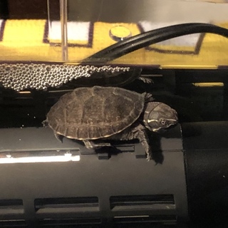 ミシシッピニオイガメ 里親募集
