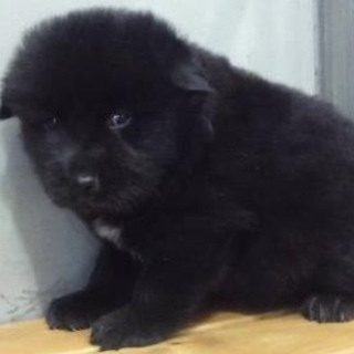 里親様に迎えられました。子犬♂黒白199