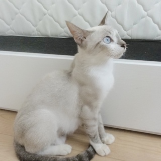 シャム系女の子5ヶ月、優しいママです