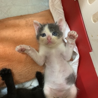 グレーの毛色が美しいなつっこいイケメン男の子！